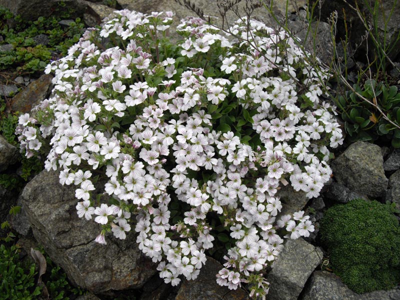 Gypsophila Pixie Splash (1370-1)